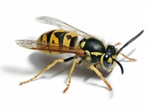 Wasp nest removal leeds